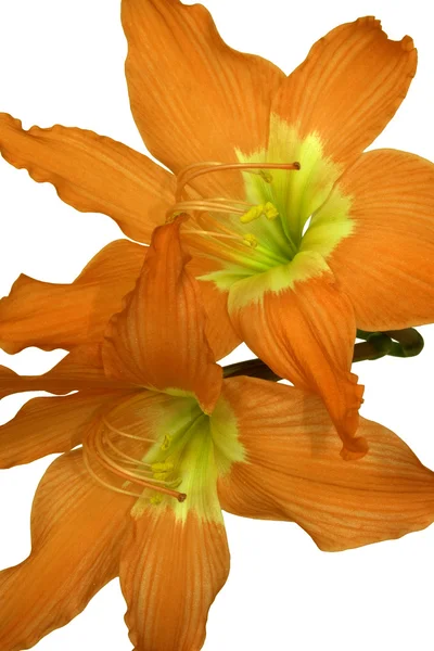 分離されたオレンジ色のユリ — ストック写真