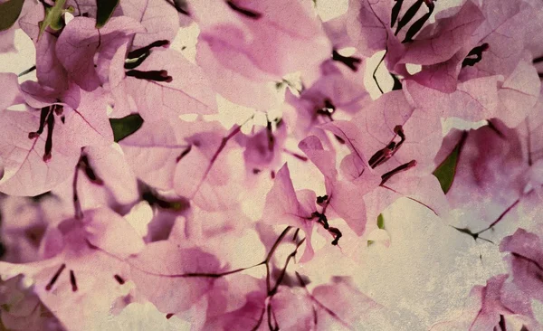 ピンクと黒のブーゲンビリア — ストック写真