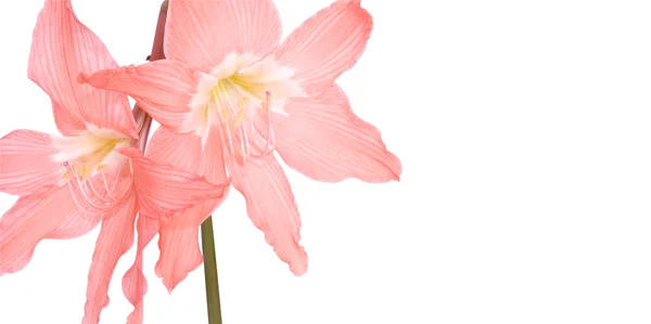 Elszigetelt fehér rózsaszín liliom — 스톡 사진