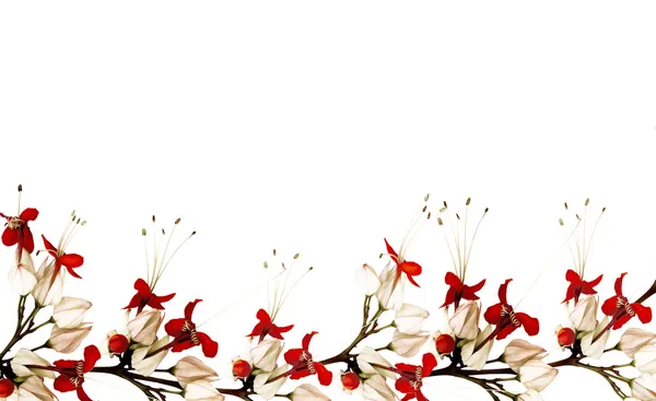 Borboleta vermelha e preta borda da flor — Fotografia de Stock