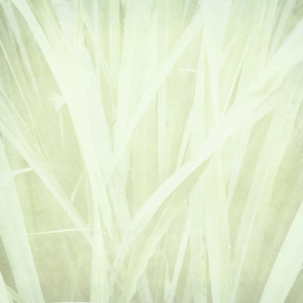 Impresión de hierba pálida sobre papel — Foto de Stock