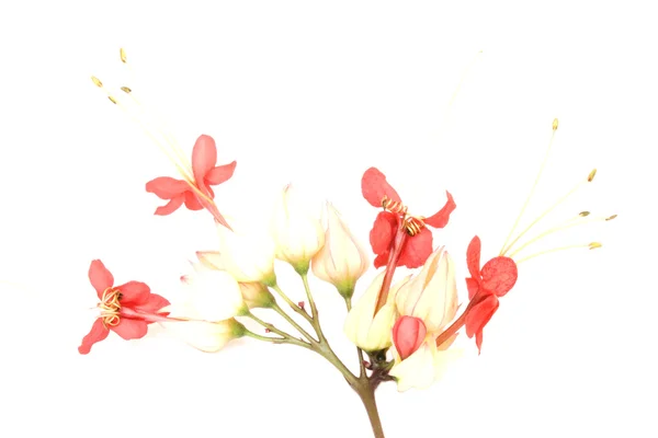 Rózsaszín és arany és piros virágok — Stock Fotó