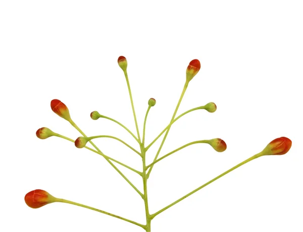白で隔離される赤い芽 — ストック写真
