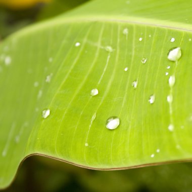 Water drops on banana leaf clipart