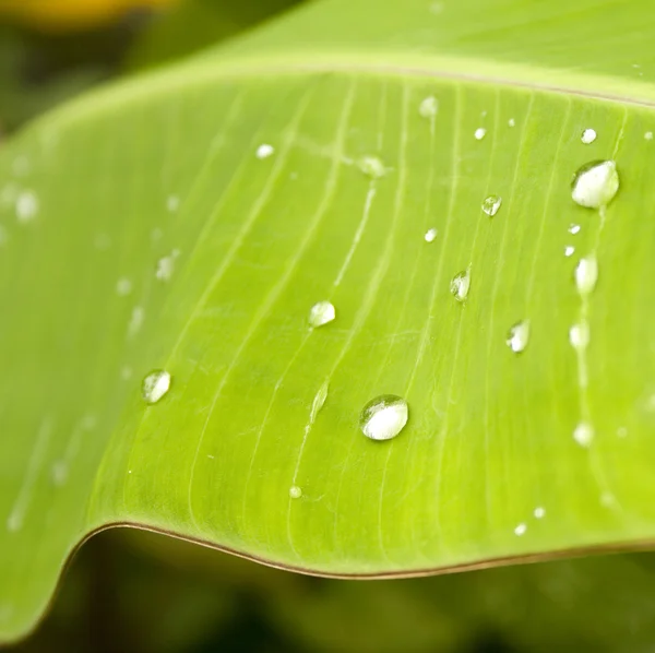 Gotas de água na folha de banana — Fotografia de Stock