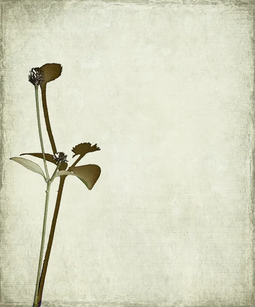 Long stem and seed head background — Zdjęcie stockowe
