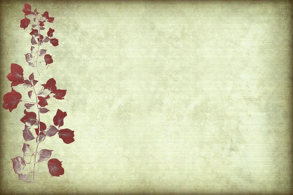 红三角梅科 — 图库照片