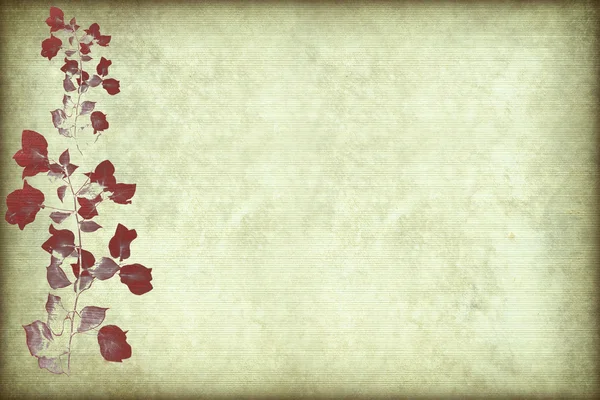 Красная бугенвиллия — стоковое фото