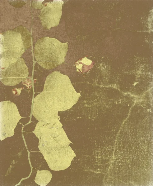 Αντίκες bougainvillea στο ραγισμένο τοίχο — Φωτογραφία Αρχείου