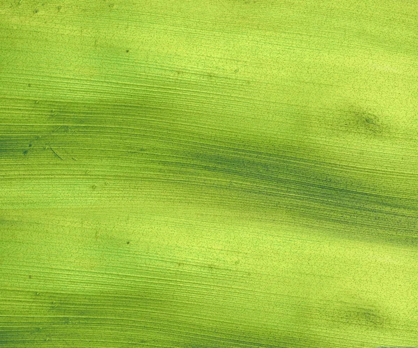 Groene kokosnoot papier — Stockfoto