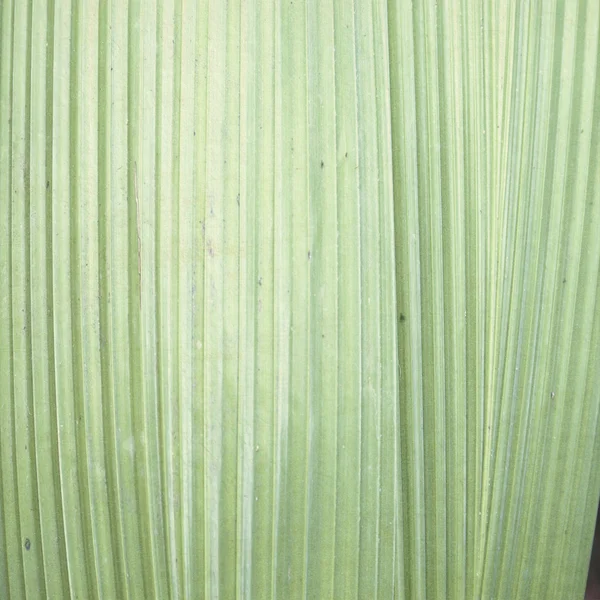 Blek grönt blad bakgrund — Stockfoto