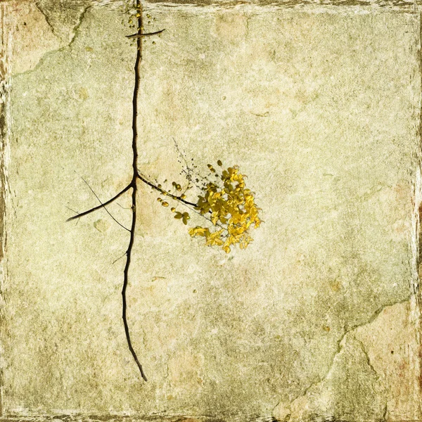 Gałąź kwiat żółty — Zdjęcie stockowe