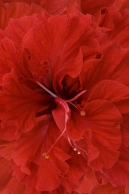 Red hibiscus background clipart