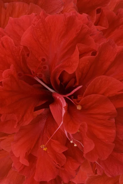 Red hibiscus background — Stock Photo, Image