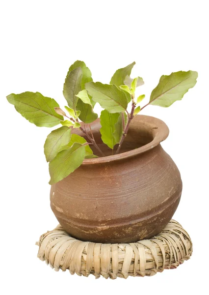 Holy basil in a clay pot — Stock Photo, Image