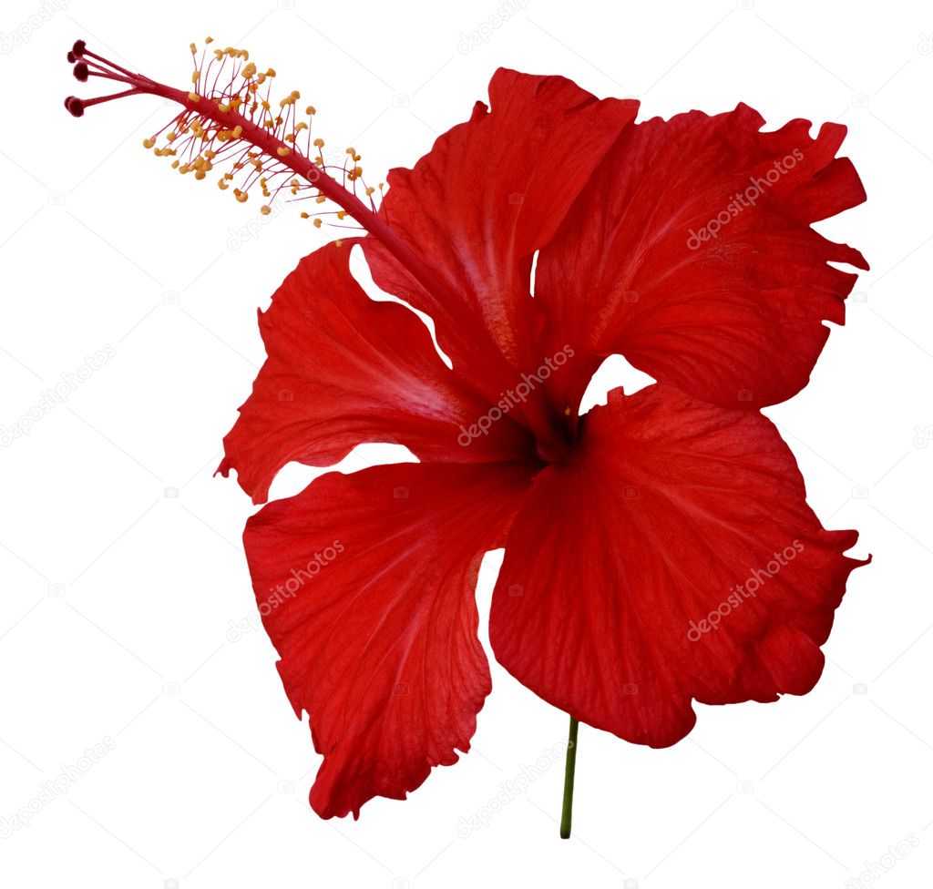 Red hibiscus flower on white
