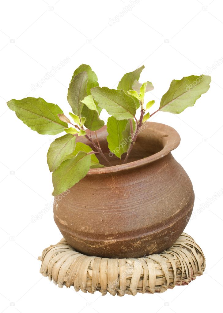 Holy basil in a clay pot
