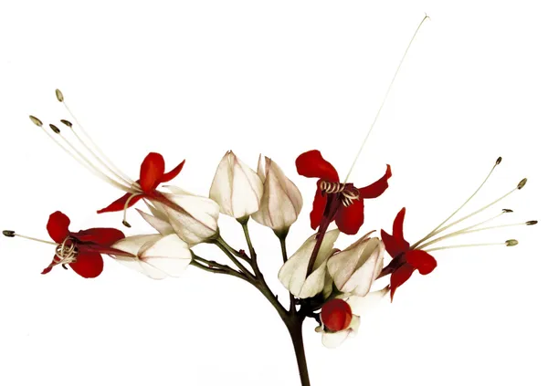 Μαύρο και κόκκινο πεταλούδα λουλούδια — Φωτογραφία Αρχείου