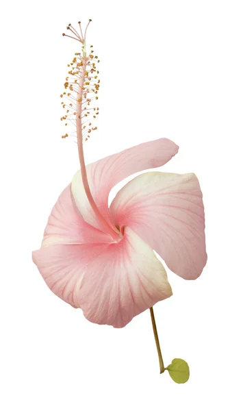 Ρόδινο hibiscus — Φωτογραφία Αρχείου