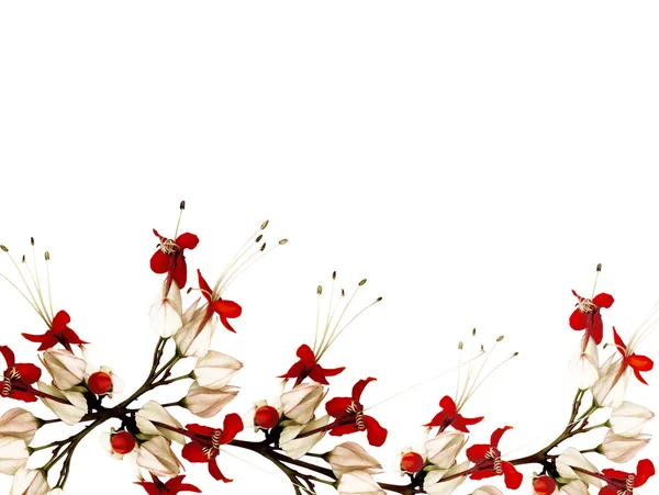 Virágok piros és fekete pillangó — Stock Fotó