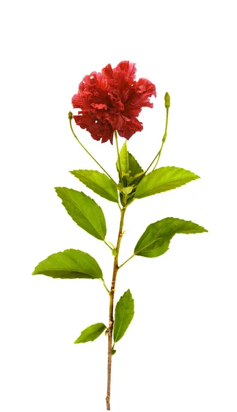 Червоний гібіскус з листям — стокове фото
