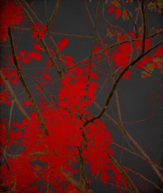 Tangled red blossom branches on black clipart