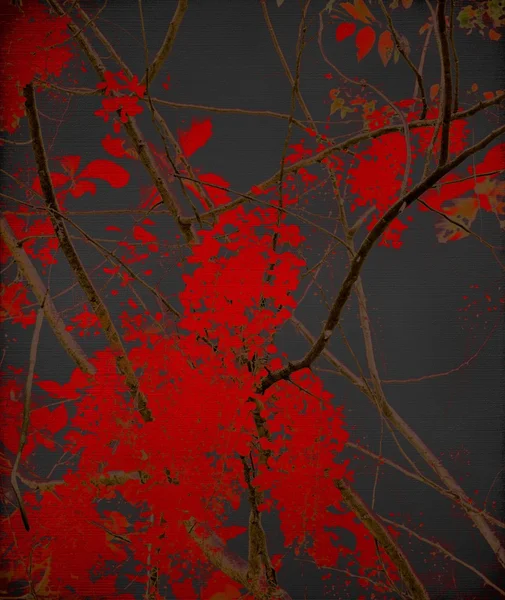 Tangled röd blomma grenar på svart — Stockfoto