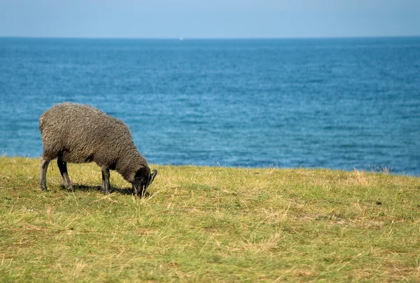 stock image Sheep eating grass