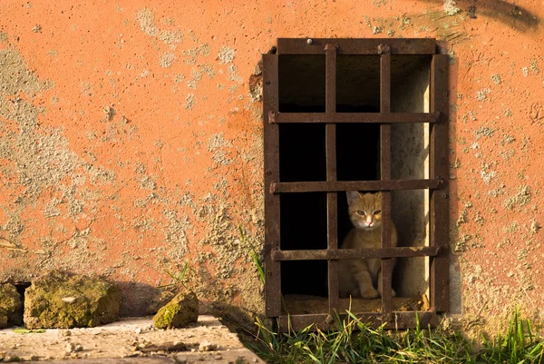 Obdachlose Kätzchen — Stockfoto
