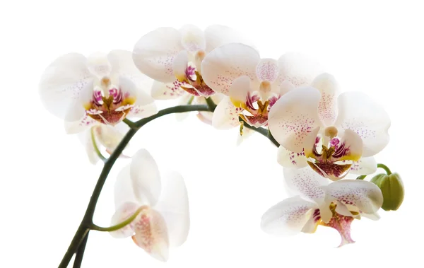 Inflorescence of a white orchid — Stock Photo, Image