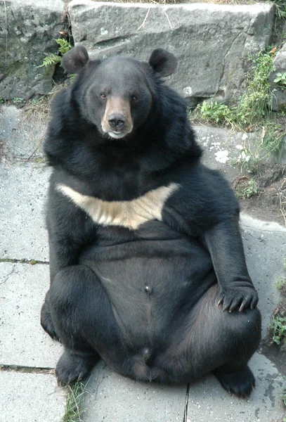 stock image Asian Black Bear