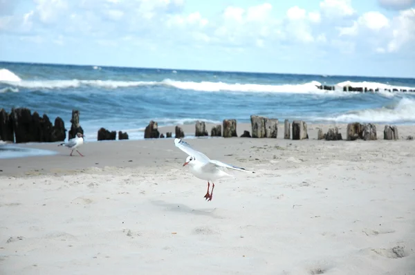 Чайки на пляжі — стокове фото