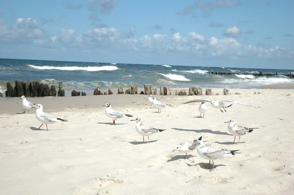 Gaivotas na praia — Fotografia de Stock