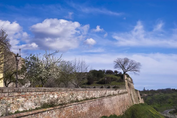 Дерево и крепость Лицензионные Стоковые Фото