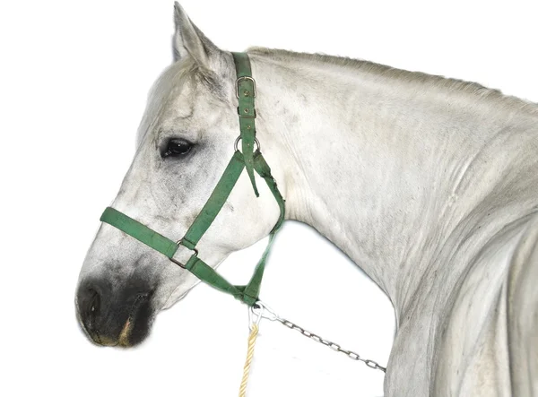 Lipizzaner λευκό άλογο Εικόνα Αρχείου