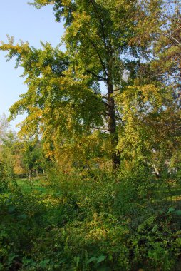 Kasım ayında Park