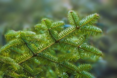 Noel ağacı dalları