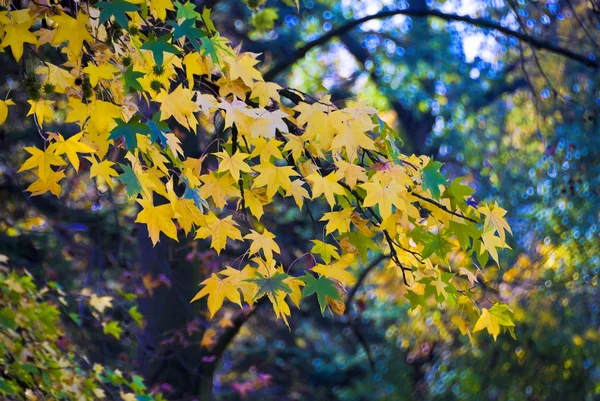Colori d'autunno — Foto Stock