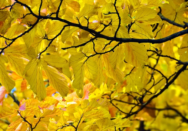 Herbstfarben — Stockfoto