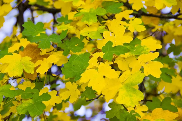 Kolory jesieni — Zdjęcie stockowe