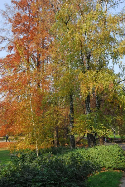 Park in November — Stockfoto