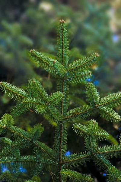 Ramos de árvore de Natal — Fotografia de Stock