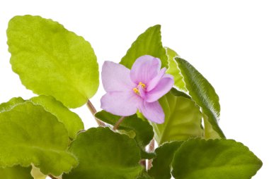 African violet - saintpaulia ionantha clipart