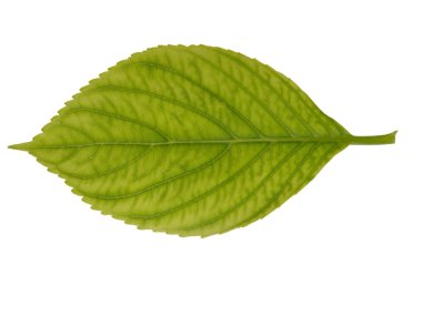Leaf texture clipart