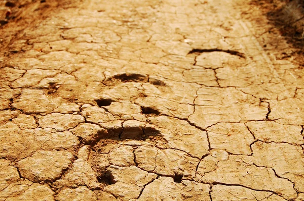 stock image Horse tracks