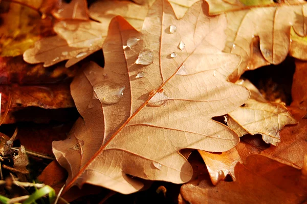 stock image Autumn leaf with dew