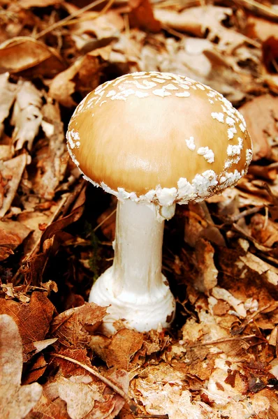 stock image Mushroom