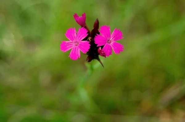 stock image Flower