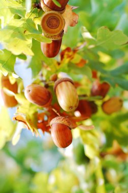 Acorns clipart