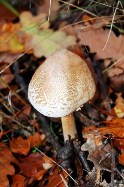 Lepiota rhacodes